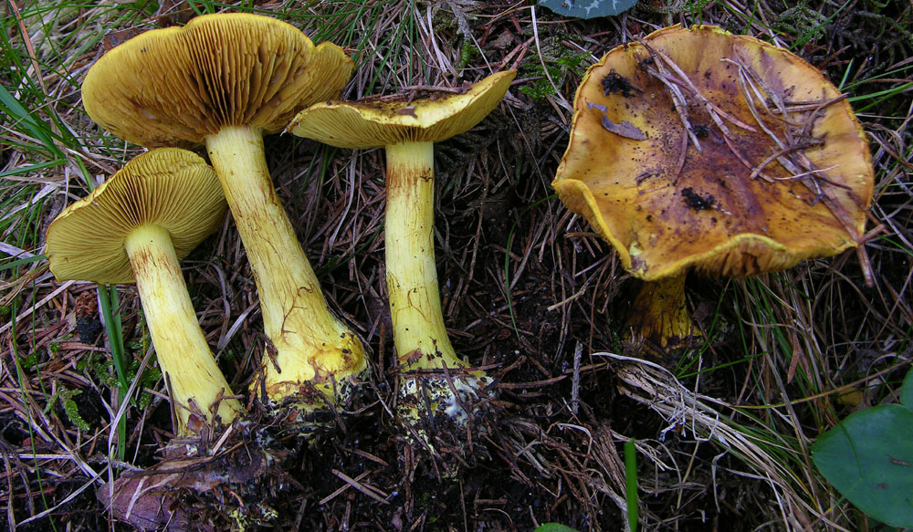Cortinarius meinhardii M.M. Moser--Bon?